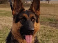 hübsche Schäferhündin mit Pap. abzugeben