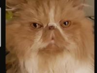 Süßer Kater abzugeben