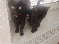 2 Süsse Kitten mädels