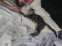 Ich verkaufe eine wünderschune Haus katze❤️