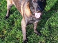 Belgischer Schäferhund Mali