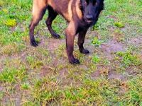 Belgischer Schäferhund Mali