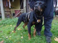 Wo sind die Rottweiler-Fans? Elrik sucht dringend eine neue Bleibe