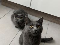 Russisch blau Katzen