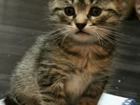 5 EKH Kitten suchen neues Zuhause