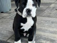 Continental Bulldog Welpe, 14 Wochen alt aus kontrollierter liebevoller Zucht, mit FCI Stammbaum