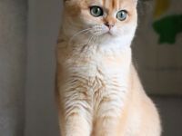 BKH Goldene Kätzchen