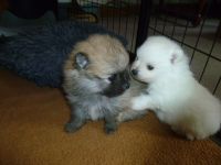 Zwergspitz ( Pomeranian