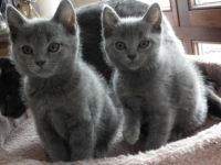 Reinrassige Kartäuser Chartreux Katzenkitten