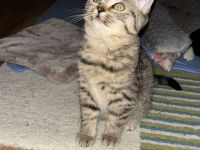 BKH Bengale Siam Mixe