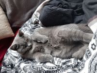 Wunerschöne BKH Dame sucht neues Zuhause