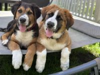 Leonberger- Bernersennenmix (m/w)