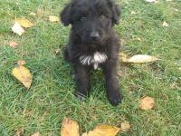 Australian Shepherd Mischlingswelpen