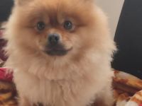 Deckrüde Pomeranian Spitz