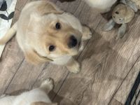 Labrador Welpe  reinrassig