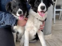 Border Collie Welpen FCI