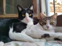 Cosimo und Oye