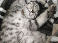 verkaufe bkh baby katze 13 wochen alt