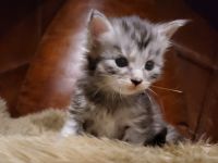 unser D-Wurf ist da - 7 Maine Coon Kitten in ganz unterschiedlichen Farben  - mit Stammbaum