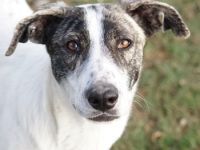 Mea, geb. ca. 11/2022, lebt in GRIECHENLAND, im städt. Tierheim Serres