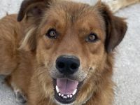 April, geb. ca. 06/2021, lebt in GRIECHENLAND, im städt. Tierheim Serres