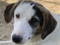 Colette, geb. ca. 02/2022, lebt in GRIECHENLAND, im städt. Tierheim Serres