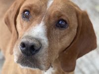 Elma, geb. ca. 03/2021, lebt in GRIECHENLAND, im städt. Tierheim Serres