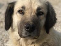 Frea, geb. ca. 02/2021, lebt in GRIECHENLAND, im städt. Tierheim Serres