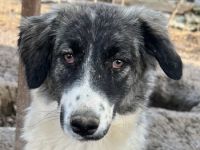 Hoya, geb. ca. 04/2022, lebt in GRIECHENLAND, im städt. Tierheim Serres