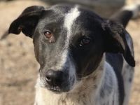 Janita, geb. ca. 06/2022, lebt in GRIECHENLAND, im städt. Tierheim Serres