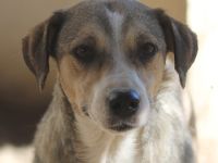 Lesta, geb. ca. 09/2019, lebt in GRIECHENLAND, auf einer privaten Pflegestelle