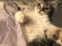 Maine Coon Kitten auszugbereit