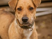 Mini, liebe kleine Maus sucht eine liebe Familie