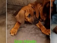 Rhodesien Ridgeback Welpen