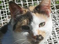 Molaya, geb. ca. 04/2022, lebt in GRIECHENLAND, auf einer privaten Pflegestelle