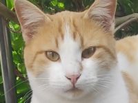 Marcio, geb. ca. 05/2021, lebt in GRIECHENLAND, auf einer privaten Pflegestelle