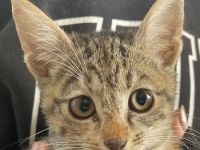 Lutzi, geb. ca. 08/2023, lebt in GRIECHENLAND, auf einer privaten Pflegestelle