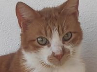 Benjico, geb. ca. 04/2021, lebt in GRIECHENLAND, auf einer privaten Pflegestelle