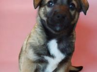 Labrador/ Australien Kelpie Mischlingswelpen