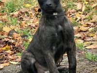 Wunderschöner x herder Welpe