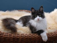 Maine Coon Mädls mit Stammbaum!