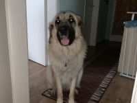 Suche dringend ein Zuhause!!