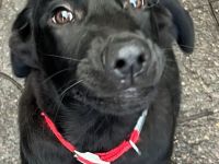 Flat Coated Retriever/ Labrador Welpen