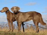 Langhaar Weimaraner 7 Monate sehr lieb zu Kindern mit Papieren