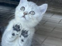 Britisch Kurzhaar Reinrassig Kitten