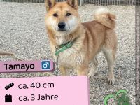 Tamayo - Angsthund - Shiba Inu-Mischling