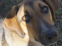 Sabrina, geb. ca. 07/2022, lebt in GRIECHENLAND, auf einer privaten Pflegestelle