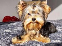 Yorkshire-Terrier