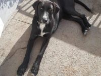 Iris sucht ein ganz tolles Zuhause!