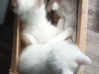 Süßer Nachwuchs sucht Zuhause